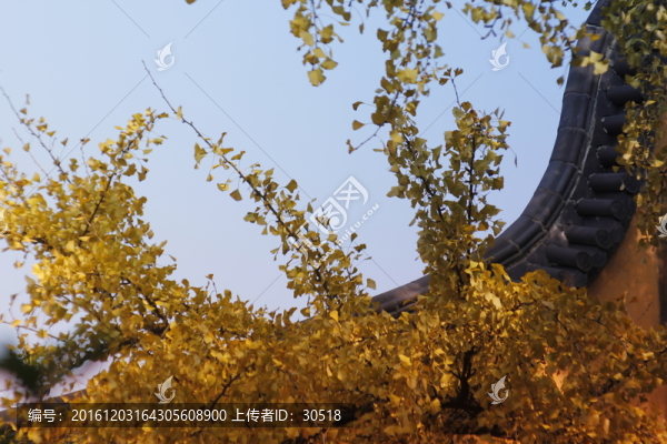 銀杏語錄