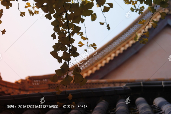 銀杏語(yǔ)錄