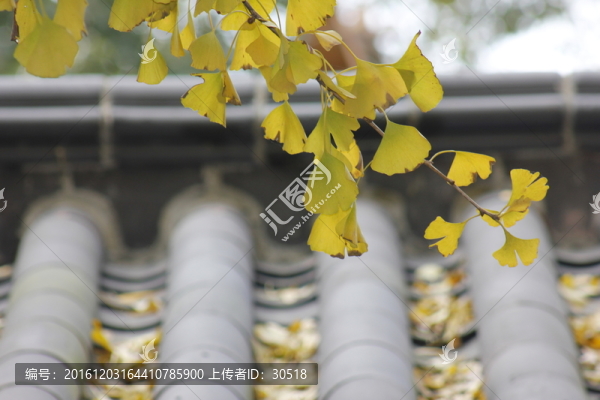 銀杏語(yǔ)錄