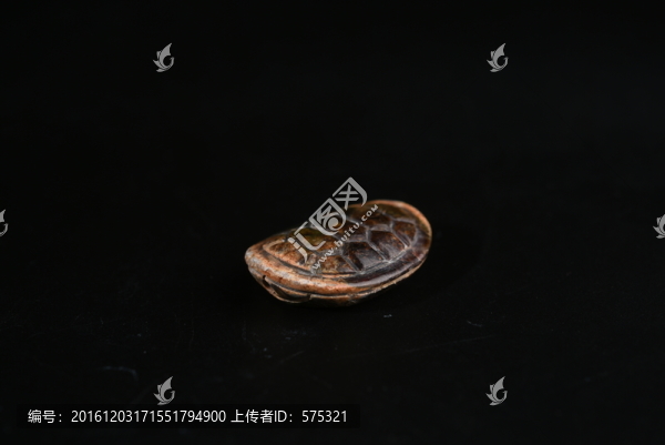玉龜,西周玉龜