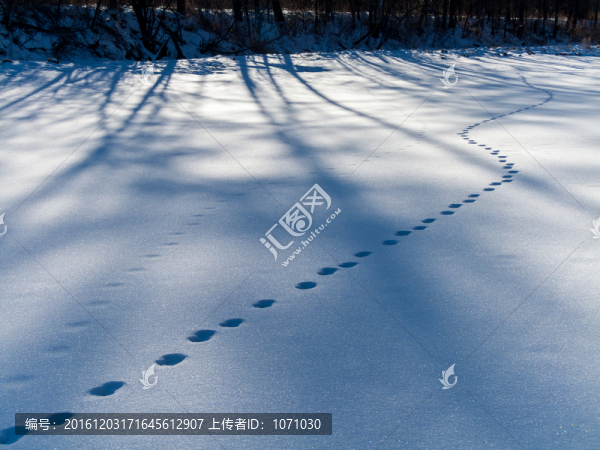 雪地足跡