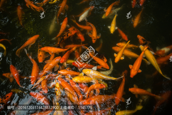 金魚