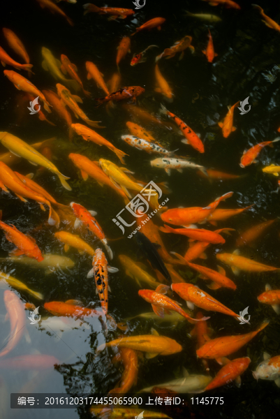 金魚