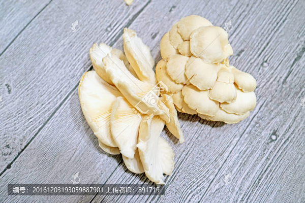 平菇素材,蘑菇,食用菌