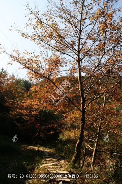 古道紅楓
