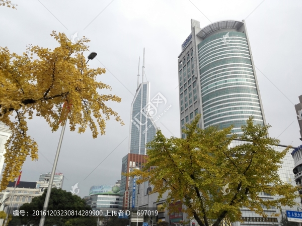 金燦燦的銀杏樹