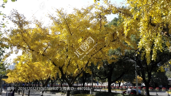 金燦燦的銀杏樹(shù)