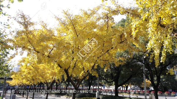 金燦燦的銀杏樹(shù)