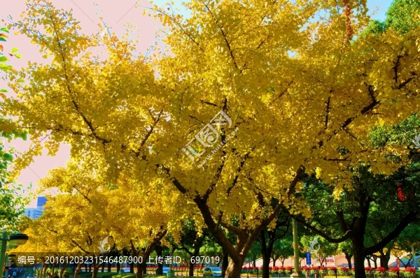 金燦燦的銀杏樹(shù)