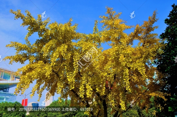 金燦燦的銀杏樹