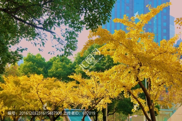 金燦燦的銀杏樹