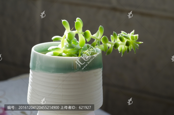 多肉植物