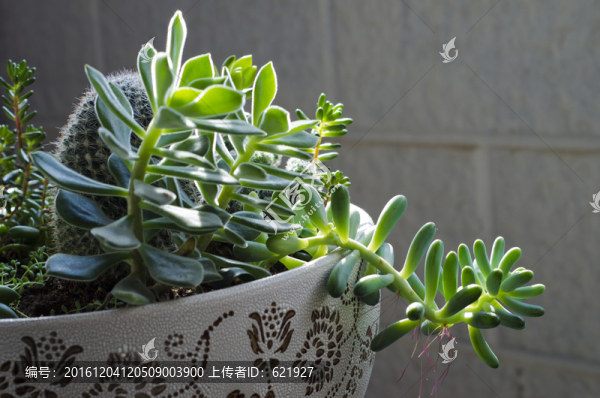多肉植物