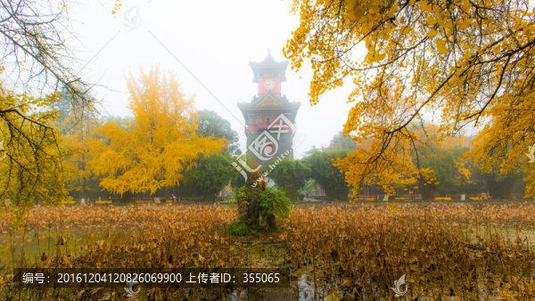 銀杏