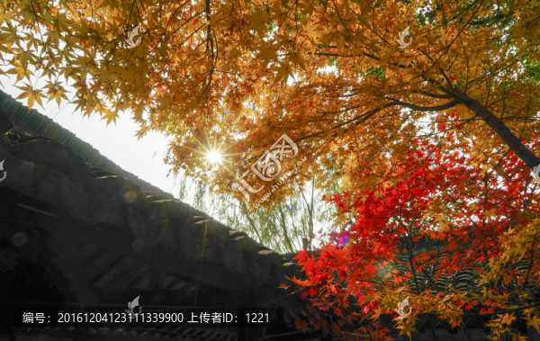 楓葉
