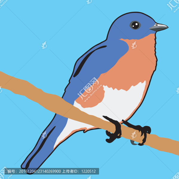 藍知更鳥