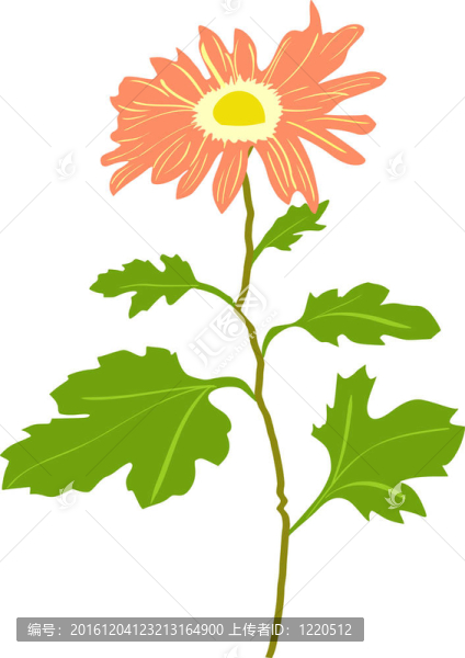 說(shuō)明菊花
