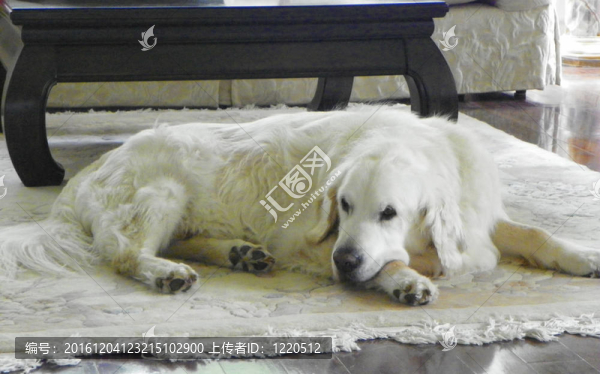 地毯上的白色狗