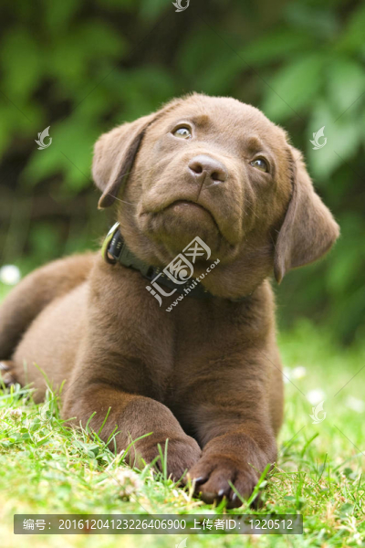 小狗拉布拉多獵犬