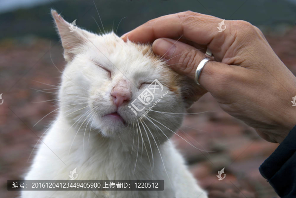 養(yǎng)一只貓