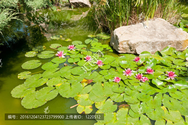 池塘