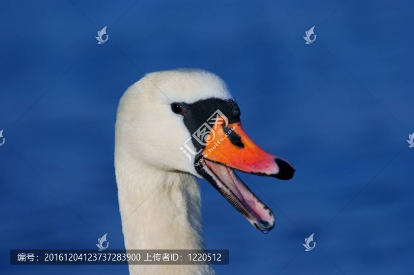 天鵝肖像
