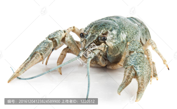 小龍蝦