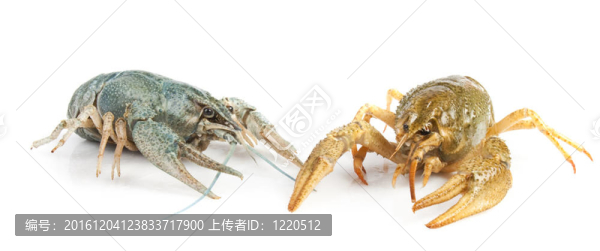 小龍蝦