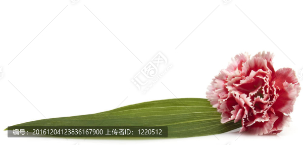 漂亮的粉紅色