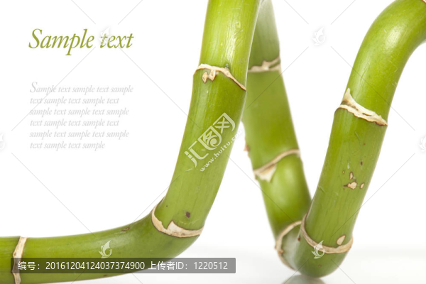 竹