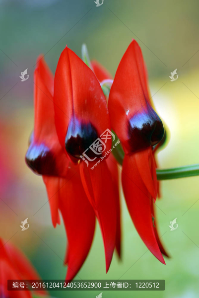 紅黑色Clianthus花