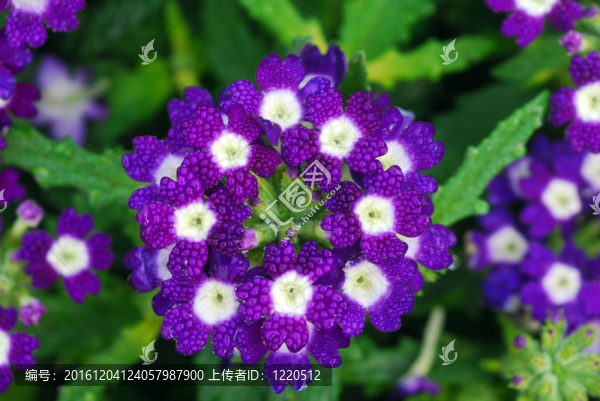 藍色的白色的花