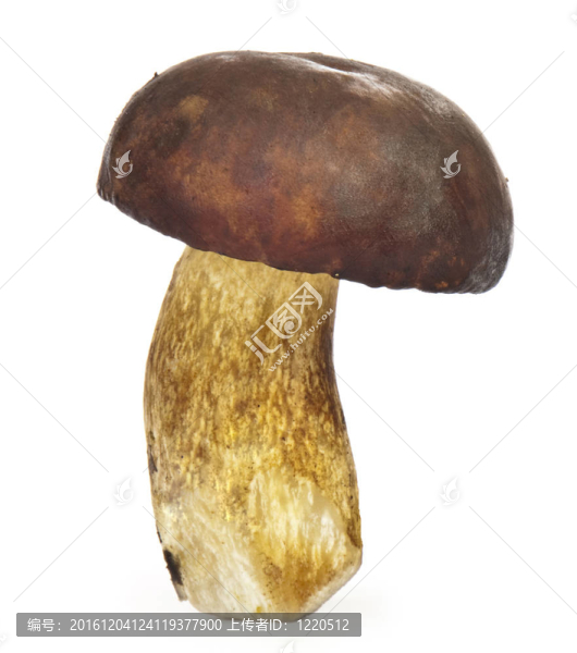 蘑菇