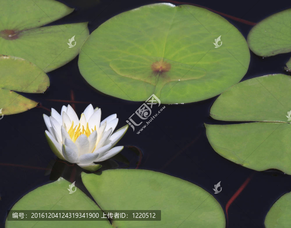 特寫美麗的睡蓮與反思