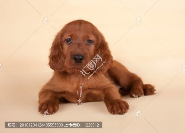 二傳手的小狗