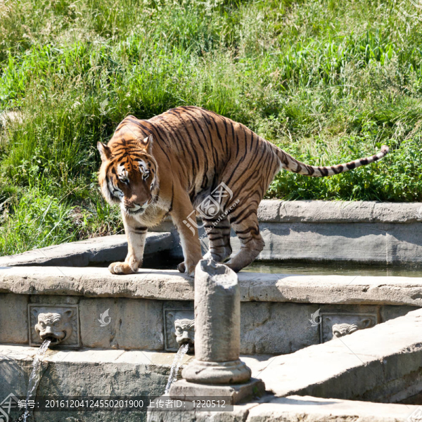 走虎（Panthera,Tigris）