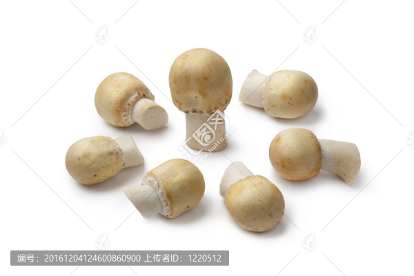 馬鮮蘑菇
