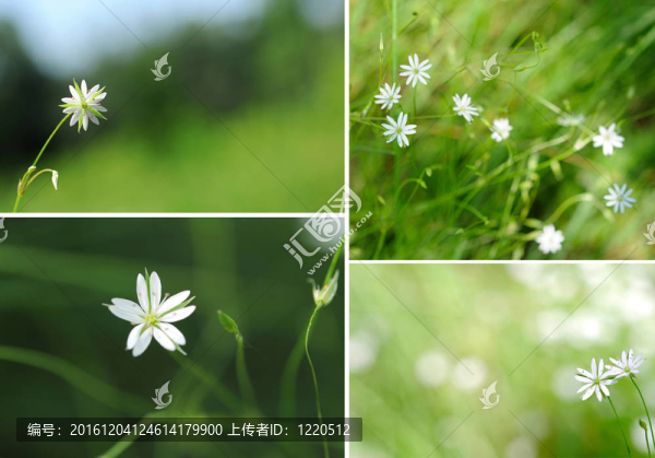綠色背景上的白花