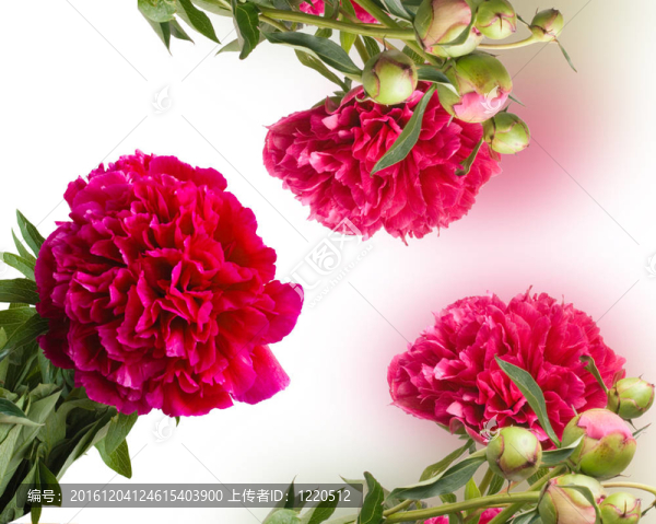 花牡丹