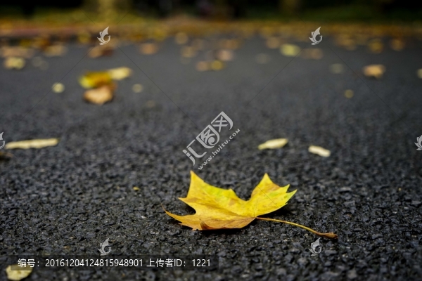 落葉