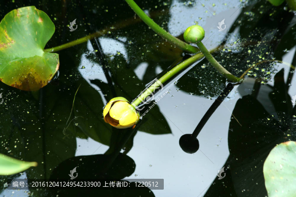 帶有花和反射的沼澤百合墊
