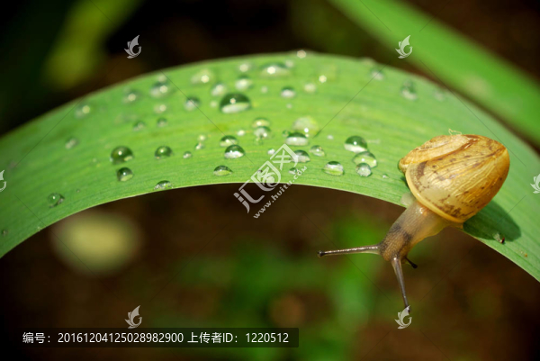 蝸牛在葉