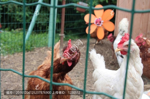 好奇的雞
