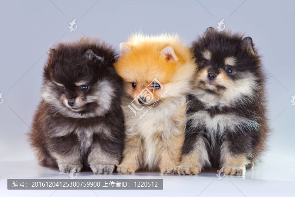 三博美犬幼犬