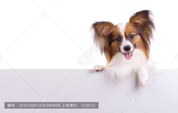 蝴蝶犬