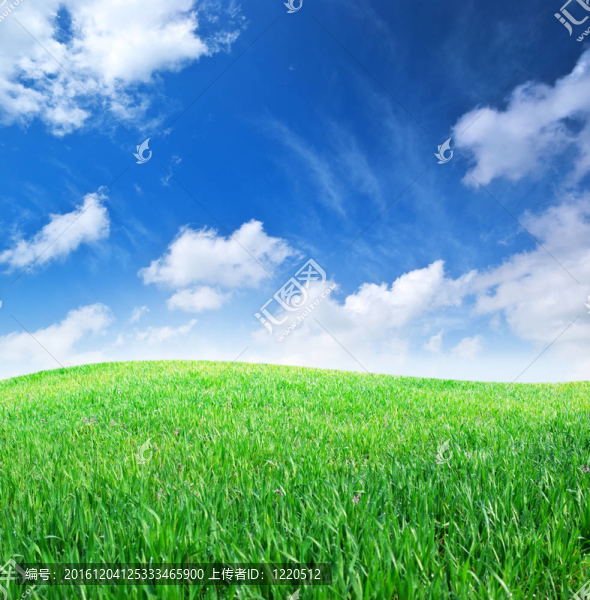 草和深藍色的天空
