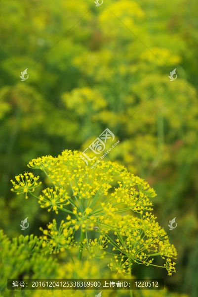 蒔花