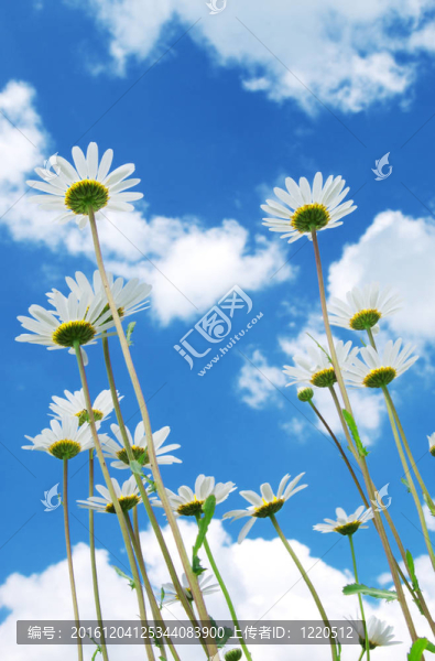 在天空背景daisywheels