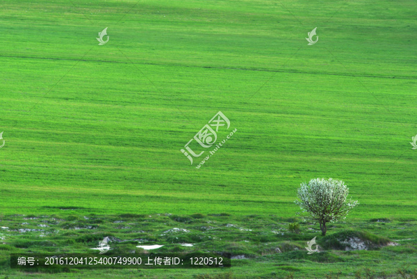 孤獨(dú)的樹