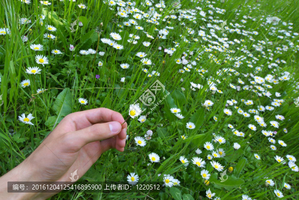 手和小菊花輪